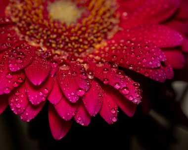 Su damlalı kırmızı gül