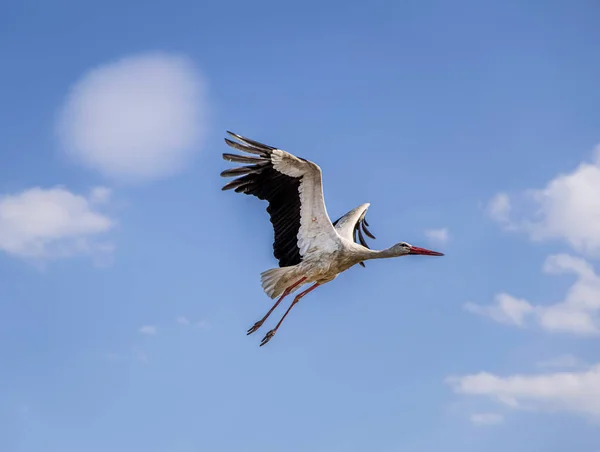 Beautiful White Stork Flight Cloudy Sky Background — Stock Photo, Image