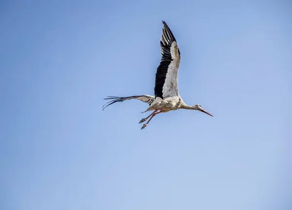 Beautiful White Stork Flight Cloudy Sky Background — Stock Photo, Image