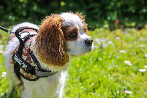 Service Dog pet Cavalier King Charles Spaniel looks in a distance