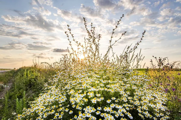 Beautiful polish sunset with clouds over field with common daisy in front.