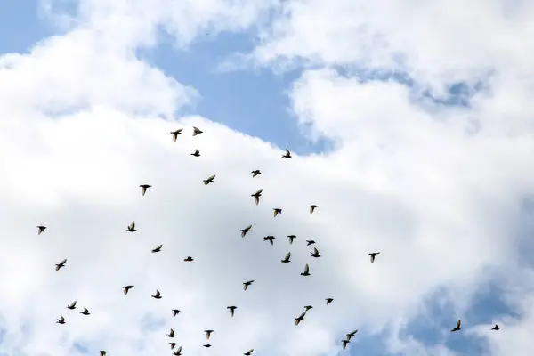 Birds flying with clouds and blue sky.