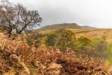 Sonbahar boyunca Brecon Beacons Blaen y Glyn Isaf ve Gwaun Cerrig Llwydion bölgesi.