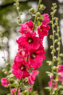 Bir sürü pembe çan çiçeği.