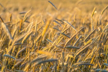 Bir yaz günü, olgunlaşmış çavdar tarlası hasat zamanı için hazır..