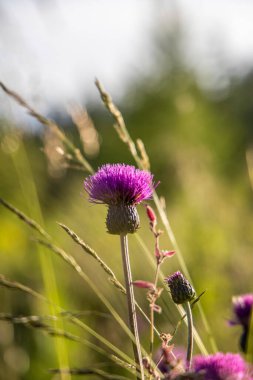The alpine thistle (Carduus defloratus), even mountain-thistle called, is a plant from the genus of carduus (Carduus) in the family of Compositae (Asteraceae). Pollinated by bees and butterflies clipart