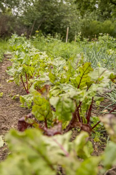 stock image Fresh green leaves of beetroot or beet root seedling. Closeup beetroot leaves growing on garden bed. Field of beetroot foliage.