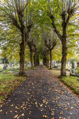Bristol, İngiltere - 29 Ekim 2023 Ağaç Yolu 'ndaki Greenbank Mezarlığı yolu.