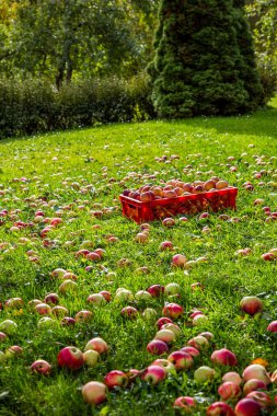 Yeşil otlar çok düşmüş Kırmızı elma. sonbahar arka plan