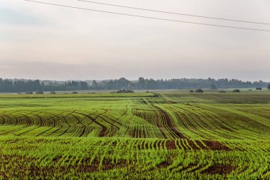 Toprakta yeni filizlenmiş taze arpa veya buğday filizleri. Ekinlerle dolu bir tarlanın üzerinde şafak vakti..
