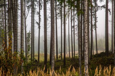 İskoçlar sislerin altındaki ormanda çam ağaçları.