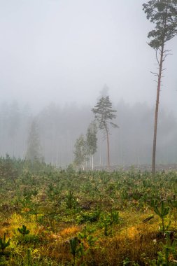İskoçlar sislerin altındaki ormanda çam ağaçları.