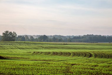 Toprakta yeni filizlenmiş taze arpa veya buğday filizleri. Ekinlerle dolu bir tarlanın üzerinde şafak vakti..