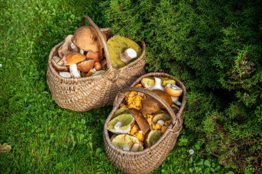 İki sepet taze orman mantarı..