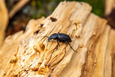 Carabus bessarabicus, Carabidae familyasından bir böcek türü.