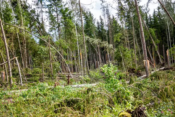 stock image Fallen and broken trees after a storm and hurricane