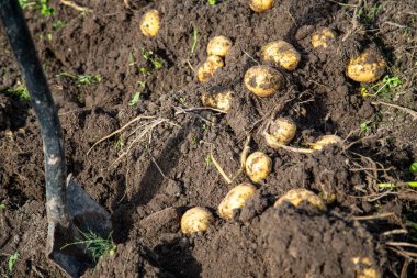 Tarım alanındaki devriyeler toplanıyor.