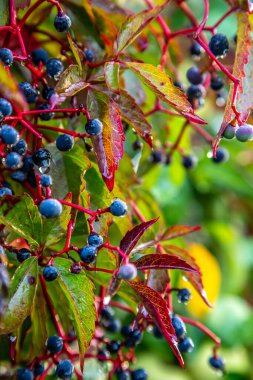 Virginia sürüngeni Partenocissus quinquefolia 'nın kırmızı ve sarı yaprakları. Partenosissus, yağmurdan sonra koyu mavi böğürtlen içeren bir bitki cinsidir..