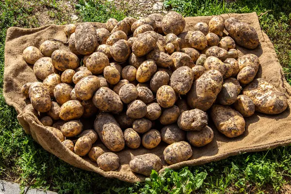 stock image Harvesting patatoes in agricultural field