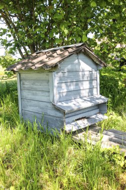 Arı kovanlarının etrafında uçuşan bal arıları.