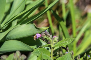 Mor Çiçek Sabah Zaferi 'nin Kapanışı Bal Toplayan Yabanarısı.