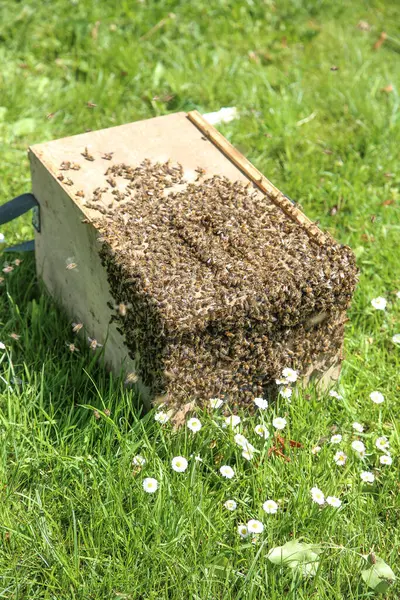 stock image European honey bees swarming the hive.