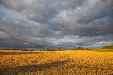 Olgun altın buğday tarlası üzerinde kara dramatik bulutlar var..