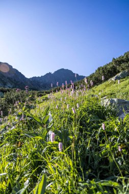 Mor llupinler açan görkemli dağ manzarası.