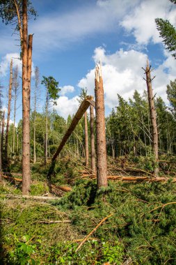 Fallen and broken trees after a storm and hurricane clipart