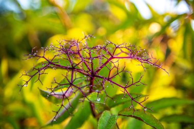 An Elderberry bush, or Sambucus, covered cobweb and rain droplets drenching rain clipart