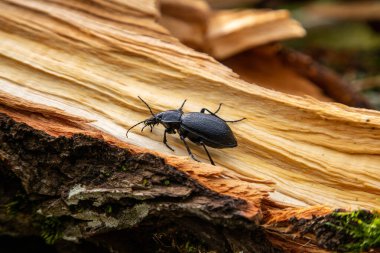 Carabus bessarabicus, Carabidae familyasından bir böcek türü.