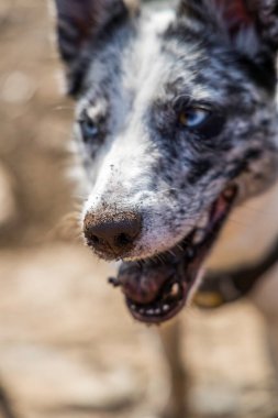 Kirli bir yatılı Collie köpeğinin kafasını yakın plan çekiyoruz. Burnunda ve ağzında toprak var..