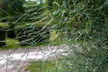 Yağmurdan sonra üzerine yağmur damlası dökülmüş yeşil kuşkonmaz..