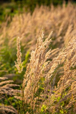 The meadow grass tall fescue Festuca partensis in fall. The beautiful wallpaper of Red fescue Festuca rubra. clipart