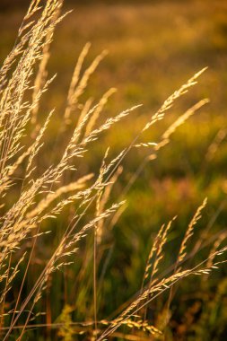 Sonbaharda çayır otları, uzun fescue Festuca partensis. Red fescue Festuca Rubra 'nın güzel duvar kağıdı.
