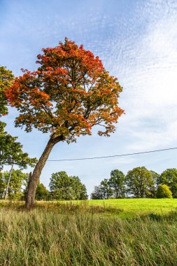 Beautiful Colorful of Red Orange Maple tree Autumn Leaves. clipart