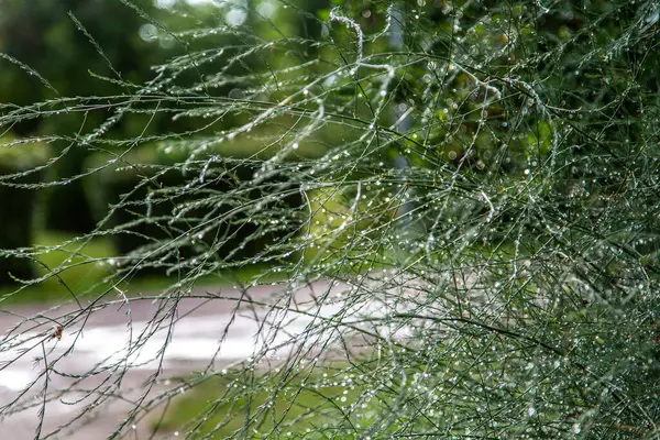 Yağmurdan sonra üzerine yağmur damlası dökülmüş yeşil kuşkonmaz..