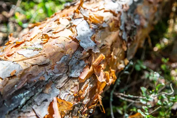 Çam ağacı kabuğu dokusu. Eski bir kozalaklı ağacın gövdesi. Orman teması. Tahtanın makro fotoğrafı. Doğal malzeme. Detaylarda doğa