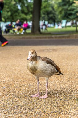 Hyde Park 'taki Yılan Gölü' nde kuşlar ve turistler var..