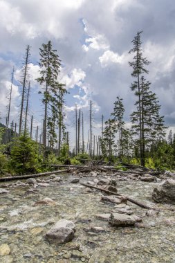 Waterfalls at stream Studeny potok in High Tatras mountains, Slovakia. clipart