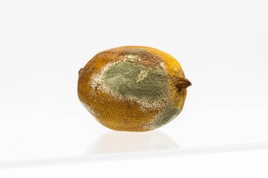 Beyaz arka planda küflenmiş limon.