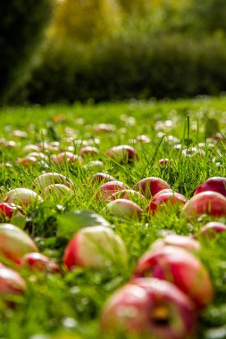 Kırmızı elma yeşil çim düşmüş. sonbahar arka plan