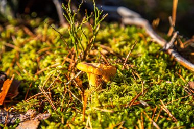 Cantharellus cibarius genellikle Chanterelle ya da ormanda yetişen altın chanterelle olarak bilinir..