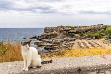 Rodos, Yunanistan - 9 Mayıs 2024: Kokkini Beach Kallithea 'da kayalıklarda Yunan kedisi.