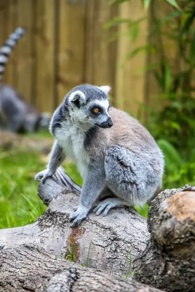 Neşeli bir lemur, Bristol Hayvanat Bahçesi Projesi 'nde tutulan çarpıcı çizgili kuyruğuyla canlı yeşil çimlerin üzerinde güvenle yürüyor..