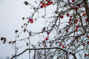 Fieldfare Brid kar altında zengin kırmızı elmalarla bir dalda oturuyor.