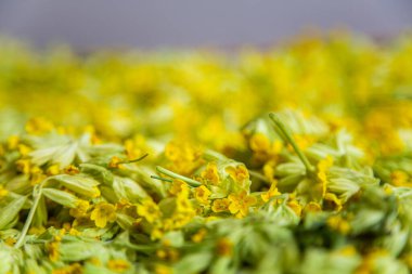 Primula veris İnekliği sarı çiçekli bitki.