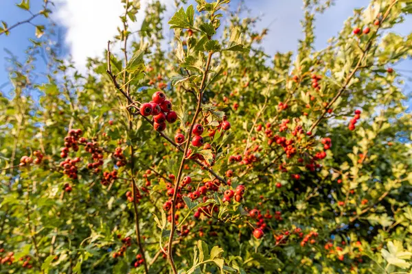 stock image Bright Red Hawthorn Berries on Lush Green Branches.