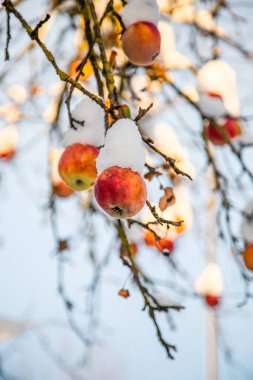 Mavi gökyüzüne karşı kar altında zengin kırmızı elmaları olan dallar.
