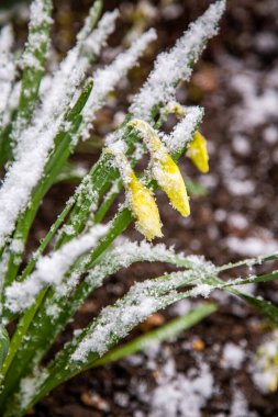 Karda çiçek açan nergisler.